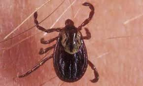 american dog tick