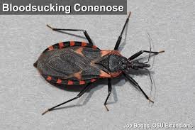 conenose bug