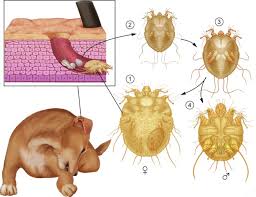 scabies mite